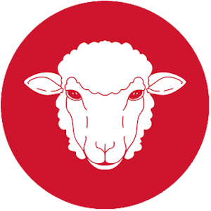 Image Brebis